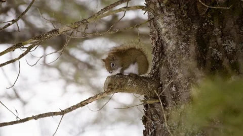 Cold Squirrel In Tree Stock Footage 235003708