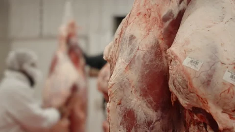 Cold Storage Beef Sides with Barcodes in Meat Processing Facility Stock Footage 341710287