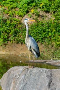 A cold stream on the shore of which a slender stork flew from warm edges. Pla Stock Photos
