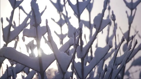 Cold Sunrise in Winter Forest Stock Footage 144130885
