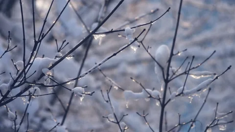 Cold Sunrise in Winter Forest Stock Footage 150473997