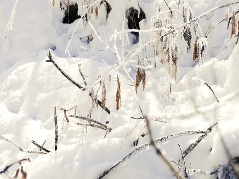 Cold Tree Branches in the Snow Stock Footage 73547028