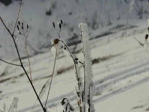 Cold Tree Branches With Snow 스톡 동영상 73547055