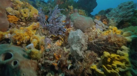 Cold Water Corals Temperate waters Video stock 58669381