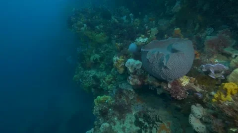 Cold Water Corals Temperate waters Video stock 58669891