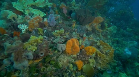 Cold Water Corals Temperate waters Video stock 58670048