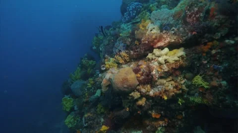 Cold Water Corals Temperate waters Video stock 58670492