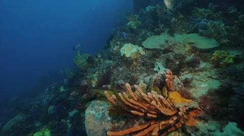 Cold Water Corals Temperate waters Video stock 58671001