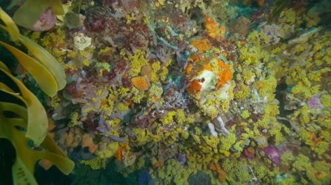 Cold Water Corals Temperate waters Video stock 58671048