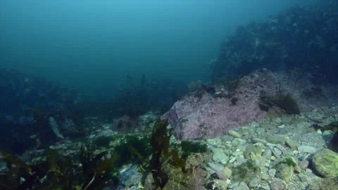Cold water reef during a dive in Quebec, Canada. Stock-Footage 233001529