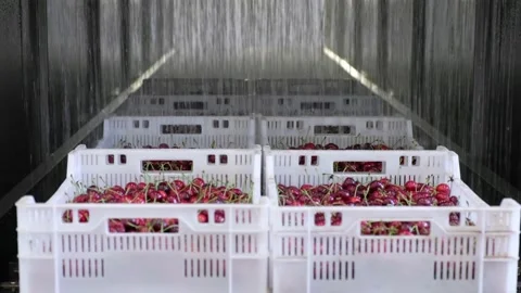 Cold water streams fall on red wild cherries in containers Video stock 157093533