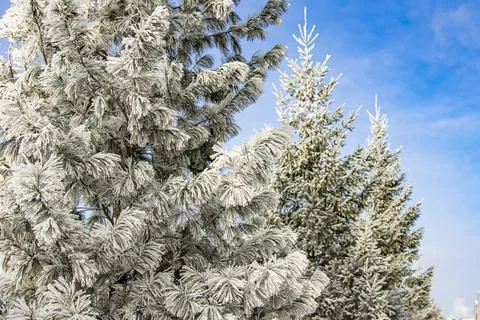 From the cold wave the needles of the trees were covered with frost, selective Stock Photos