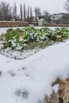 Cold weather and snowfall fall in an orchard. Stock Photos