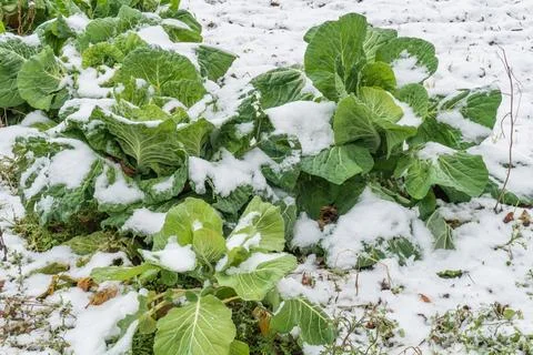 Cold weather and snowfall fall in an orchard. Stock Photos