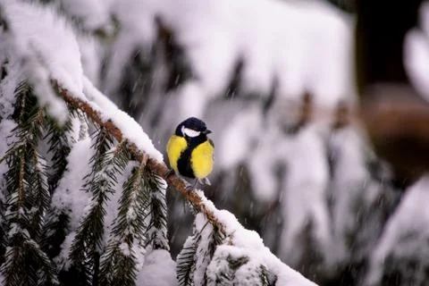 Cold weather Foto stock