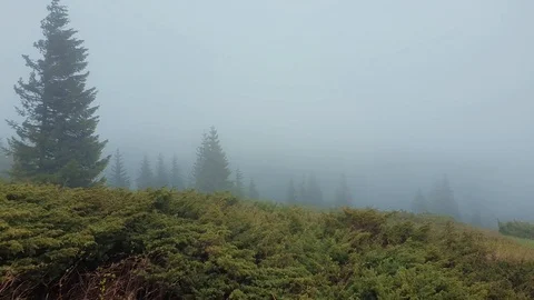 Cold wind blowing on the top of a mountain hill with pine and fir trees evergree Stock Footage 109454620