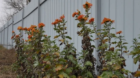 Cold wind blows on orange chrysanthemums. Autumn flowers close up Stock Footage 120384334