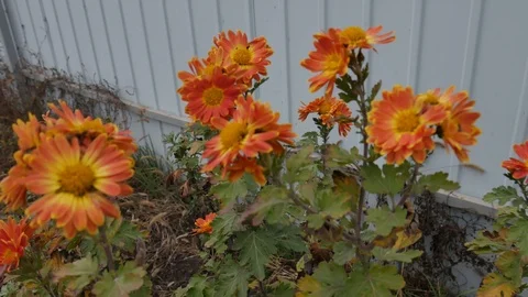 Cold wind blows on orange chrysanthemums close up. Flowers bloom before winter Stock Footage 120551840