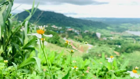 Cold wind flower Stock Footage 163780769