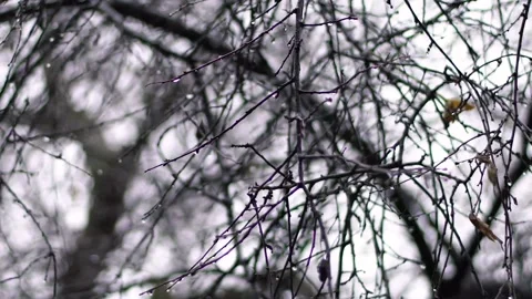 Cold windy with rain tree with water drops Video stock 145730844