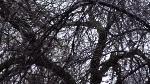 Cold windy with rain tree with water drops Stock Footage 145730860