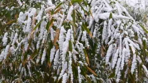 Cold winter, the bamboo forest in the snow, the snow on the leaves. Stock Footage 170031172