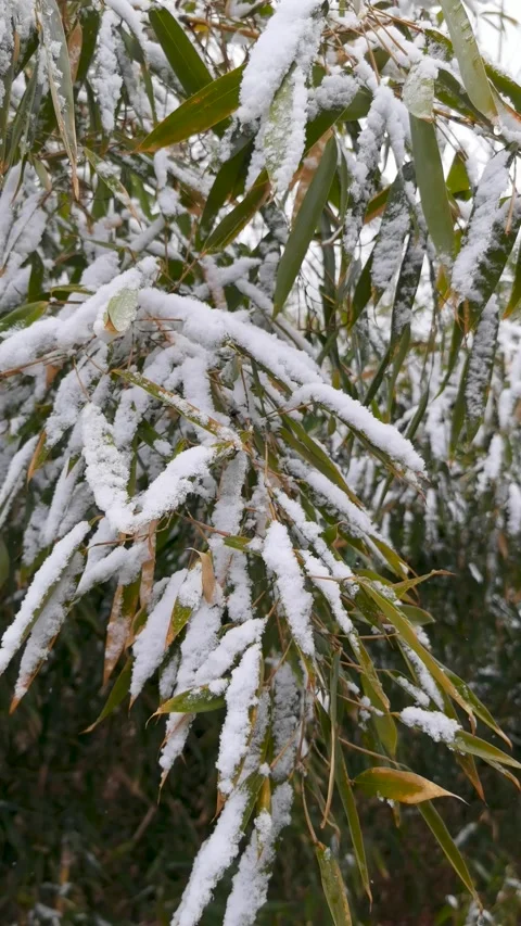 Cold winter, the bamboo forest in the snow, the snow on the leaves. Stock Footage 170031178