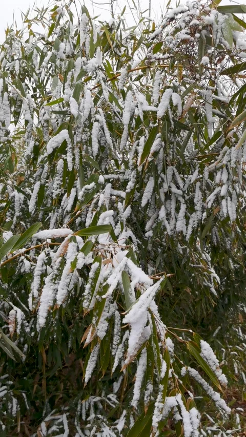 Cold winter, the bamboo forest in the snow, the snow on the leaves. Stock Footage 170031185