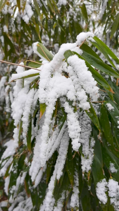 Cold winter, the bamboo forest in the snow, the snow on the leaves. Stock Footage 170031187