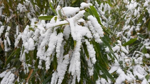 Cold winter, the bamboo forest in the snow, the snow on the leaves. Stock Footage 170031188