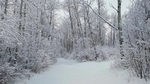 Cold Winter Day In Alberta Stock Footage 330882608