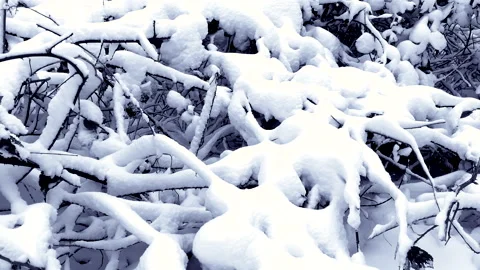 Cold winter day and branches of trees in the forest covered with Stock Footage 148207137