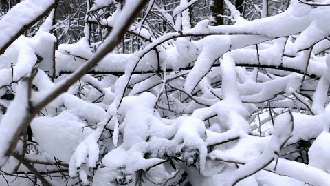 Cold winter day and branches of trees in the forest covered with snow Stock Footage 148207339