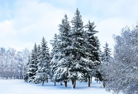 Cold winter day in forest with snow covered fir trees. Landscape with snow-.. Stock Photos
