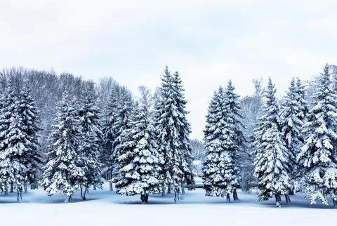 Cold winter day in forest with snow covered fir trees. Landscape with snow-.. Stock Photos
