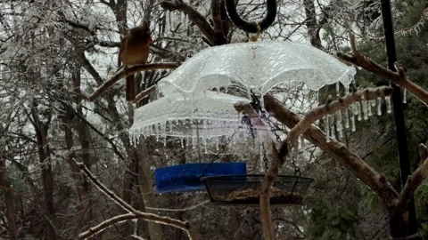 A cold winter day with icicles at the bird feeder for blue jay and cardinals Vídeo Stock 254999948