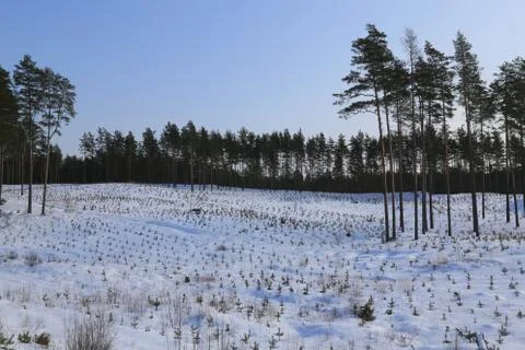 Cold winter day Stock Photos