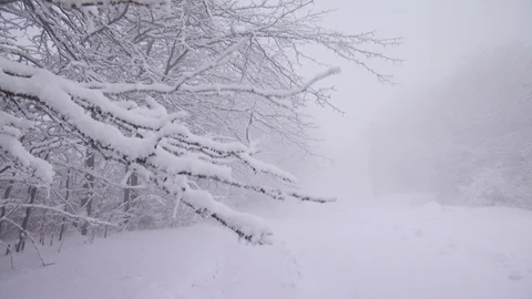 A cold winter day with snow, wind and fog Stock Footage 101749256