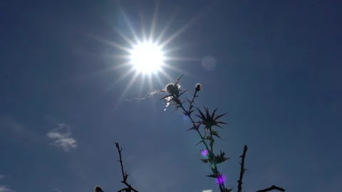 Cold winter day, the sun and rays visible through the dark bushes of the forest Stock Footage 252957202