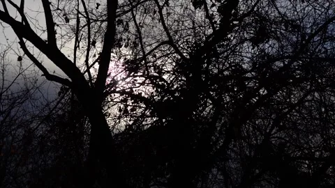 Cold winter day, the sun and rays visible through the dark bushes of the forest Stock Footage 252957236