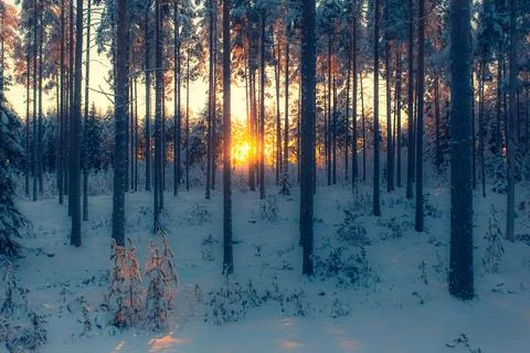 Cold winter day sunset landscape with snowy trees Photo from Sotkamo Finland Stock Photos