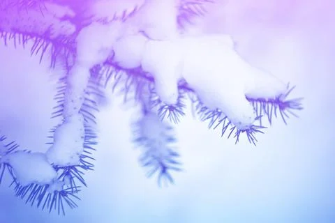 Cold winter forest background Stock Photos