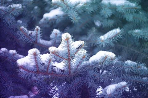 Cold winter forest background Stock Photos