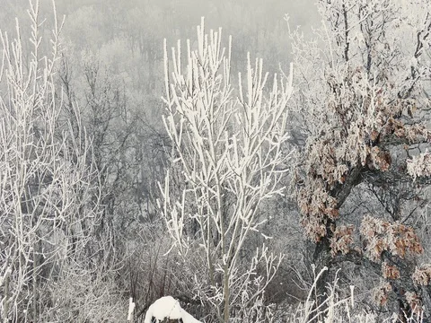 Cold Winter Forest Stock Footage 73547114