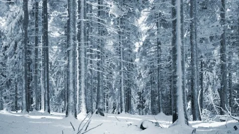 Cold winter forest with snow falling Stock Footage 231904768