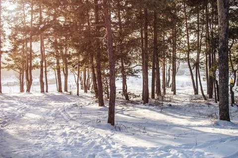 Cold winter forest in the sunlight Stock Photos