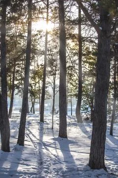 Cold winter forest in the sunlight Stock Photos