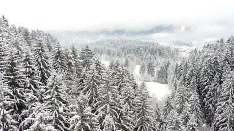 Cold winter forest trees landscape with loop snowfall Stock Footage 324526592