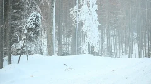 Cold winter forrest landscape - pan motion Stock-Footage 10595400