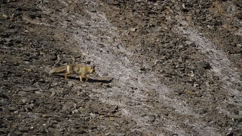 Cold winter with fox, Hemis NP, Ladakh, India in Asia. Hunting animal in the sno Stock Footage 164315222